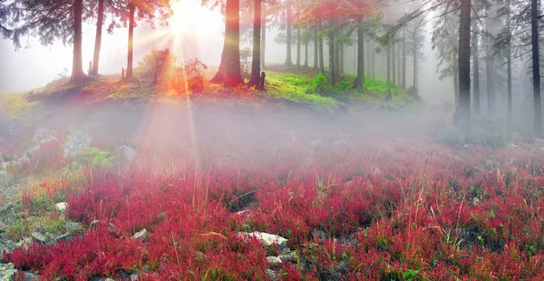 Blaubeersträucher im herbstlichen Nebel — Stockfoto