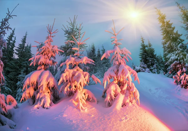 Tempestade de neve coberto floresta dos Cárpatos — Fotografia de Stock