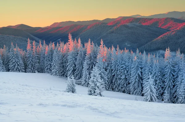 Bella foresta dei Carpazi — Foto Stock