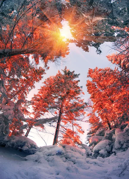 Malerischen Frostigen Schönen Wald Auf Montenegrinischen Bergrücken — Stockfoto