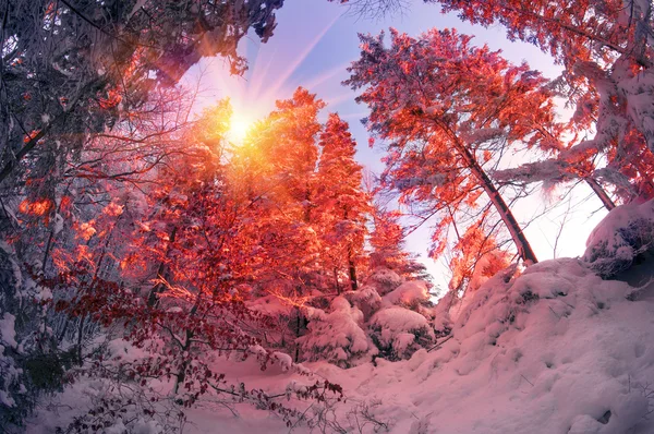 Malerischer Und Schöner Frostiger Wald Auf Dem Montenegrinischen Kamm — Stockfoto