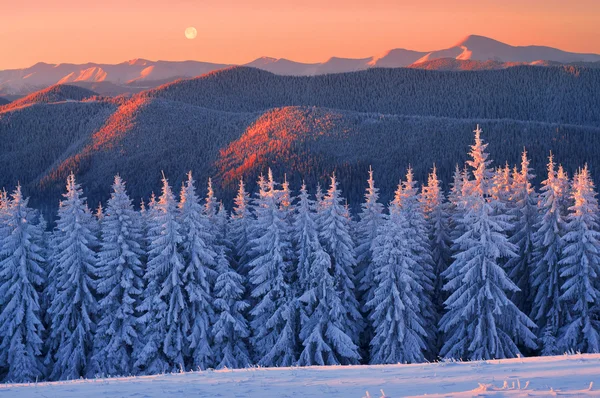 Beautiful Carpathian forest — Stock Photo, Image