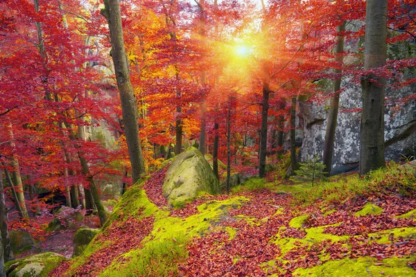 Outono floresta de faia nas montanhas — Fotografia de Stock