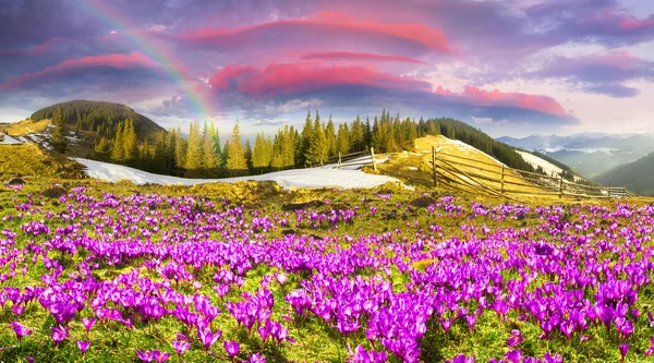 Крокусы, цветущие под Черногорой — стоковое фото