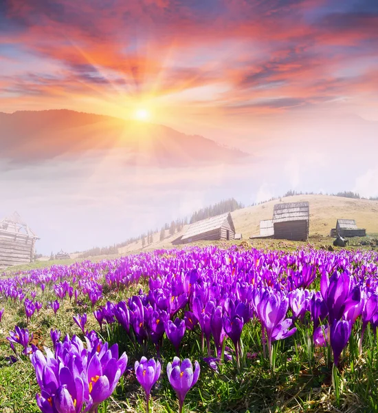 Güzel bahar çiçekleri çiğdemler — Stok fotoğraf