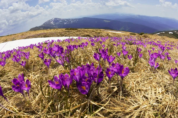 Fiori primaverili crochi nelle montagne dei Carpazi — Foto Stock