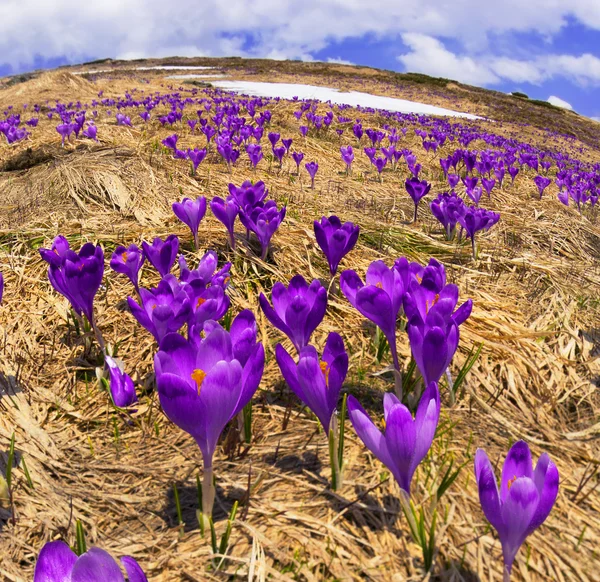 Fleurs de printemps crocus dans les montagnes des Carpates — Photo