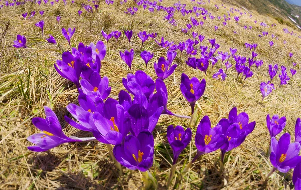 Tavaszi virágok krókuszok a Kárpát-hegység — Stock Fotó