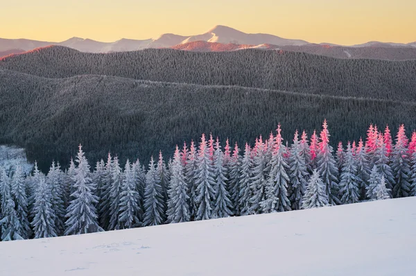 Vackra Carpathian forest — Stockfoto