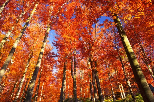 Höstens bokskogen i bergen — Stockfoto