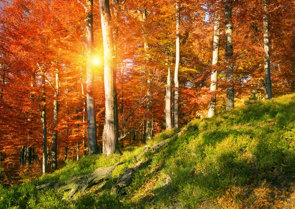 Autumn beech forest in mountains — Stock Photo, Image