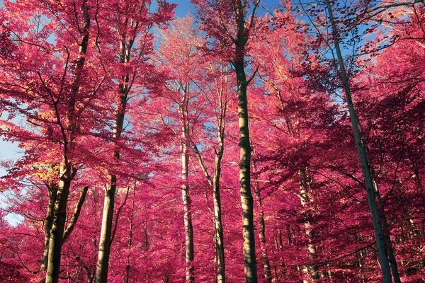 Sonbahar kayın ormanı dağlarda — Stok fotoğraf