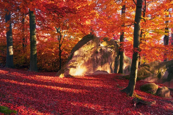 Outono floresta de faia nas montanhas — Fotografia de Stock