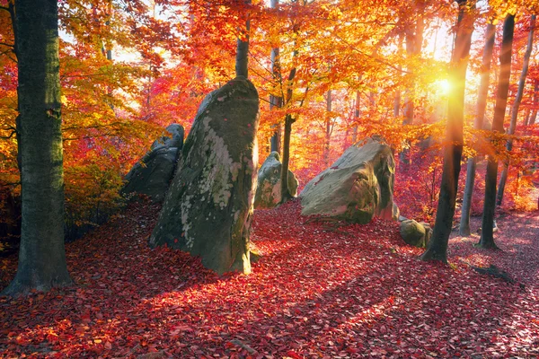 Outono floresta de faia nas montanhas — Fotografia de Stock