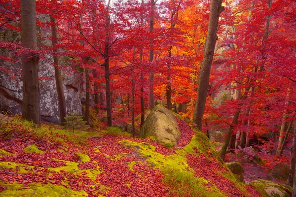 Outono floresta de faia nas montanhas — Fotografia de Stock