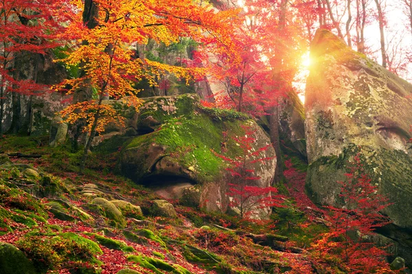 Bosque de haya de otoño en las montañas — Foto de Stock