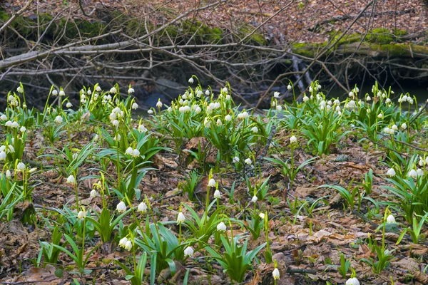 Vackra vårblommor snödroppar — Stockfoto