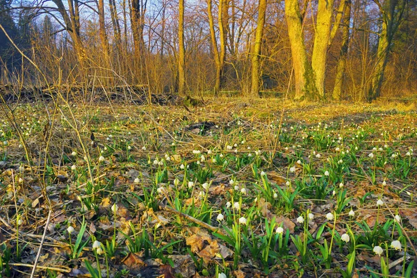 美丽的春天的花朵盛开在沼泽附近的樱草花雪花莲 — 图库照片
