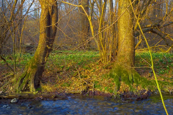 Prachtige lente bloemen sneeuwklokjes — Stockfoto