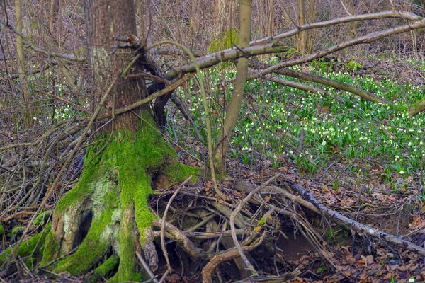 Prachtige lente bloemen sneeuwklokjes — Stockfoto