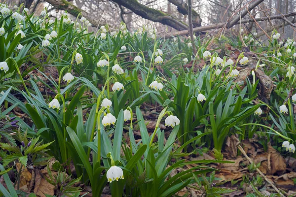 Szép tavaszi virágok hóvirág — Stock Fotó