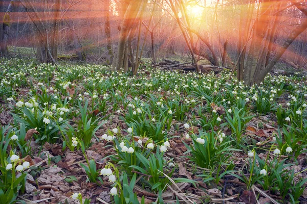 Hermosas Flores Primavera Primaveras Nevadas Que Florecen Cerca Del Pantano —  Fotos de Stock