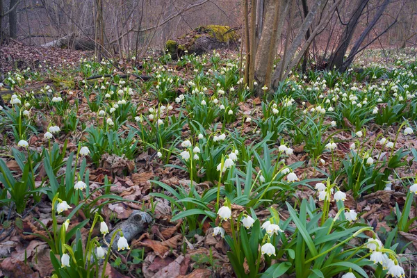 Szép Tavaszi Virágok Virágzó Mocsári Közelében Kikiricstől Hóvirág — Stock Fotó