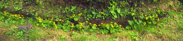 Blühende Ringelblumen in den Karpaten — Stockfoto