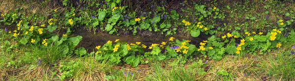 Florescendo flores de calêndula em Cárpatos — Fotografia de Stock