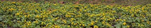 Kwitnących kwiatów nagietka w Karpatach — Zdjęcie stockowe