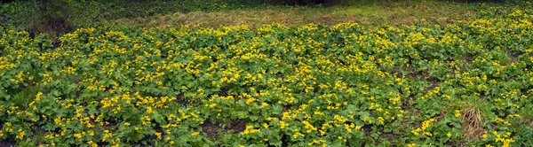 Blühende Ringelblumen in den Karpaten — Stockfoto