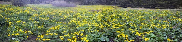 Kwitnących kwiatów nagietka w Karpatach — Zdjęcie stockowe