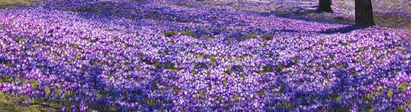 Jarní květy krokusy v Karpatech — Stock fotografie