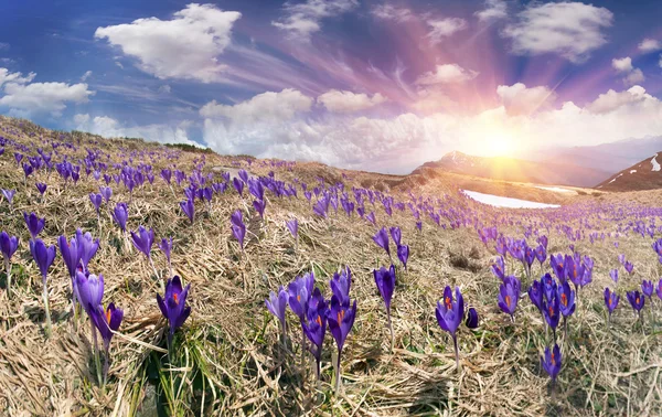 Fiori primaverili crochi nelle montagne dei Carpazi — Foto Stock