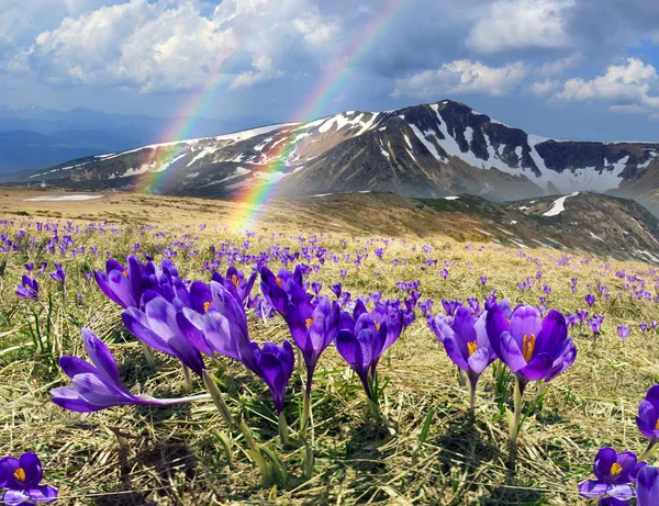 春の花のカルパティア山脈のクロッカス — ストック写真