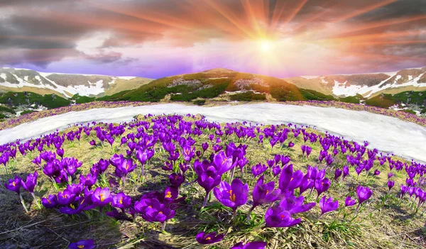 Flores de primavera azafrán en las montañas de los Cárpatos —  Fotos de Stock