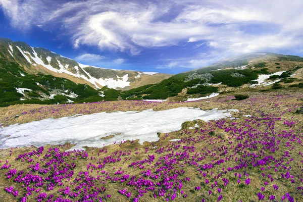 Flores da primavera crocos em montanhas dos Cárpatos — Fotografia de Stock