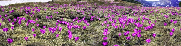 Fiori primaverili crochi in Carpazi — Foto Stock