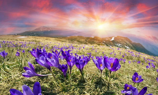Spring flowers crocuses in Carpathian mountains — Stock Photo, Image