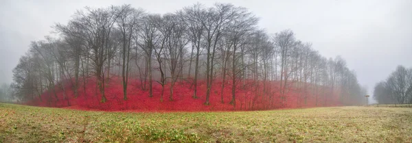 Flores de primavera belas gotas de neve — Fotografia de Stock