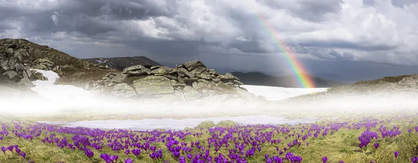 Flores de primavera azafrán en las montañas de los Cárpatos —  Fotos de Stock