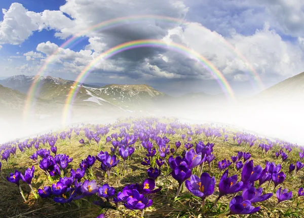 春の花のカルパティア山脈のクロッカス — ストック写真
