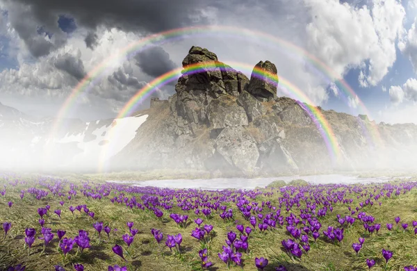 Fiori primaverili crochi nelle montagne dei Carpazi — Foto Stock