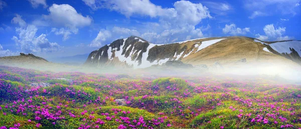 Bellissimi fiori di montagna rododendri — Foto Stock