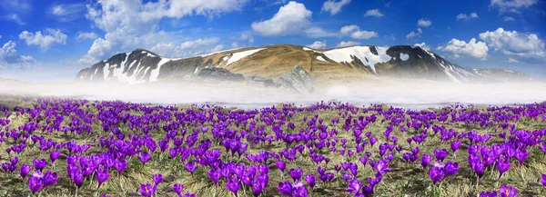 Flores de primavera azafrán en las montañas de los Cárpatos —  Fotos de Stock