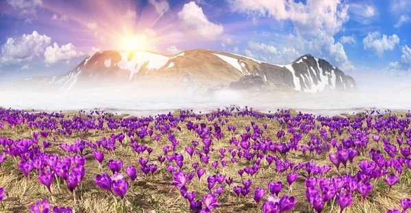 Fiori primaverili crochi nelle montagne dei Carpazi — Foto Stock