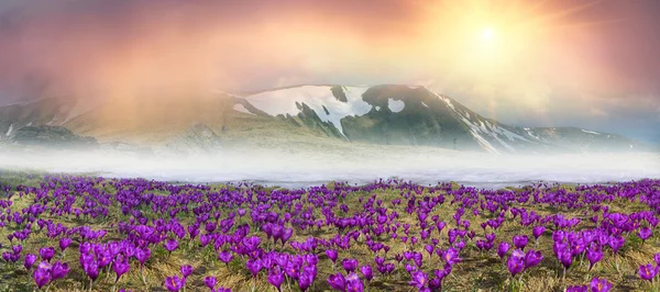 Flores de primavera azafrán en las montañas de los Cárpatos — Foto de Stock