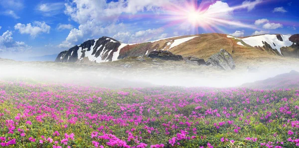 Hermosas flores de montaña rododendros — Foto de Stock