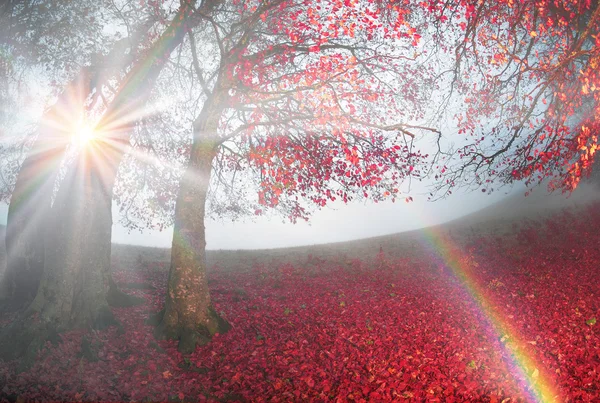 Manhã na floresta nebulosa do outono — Fotografia de Stock