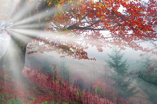 Ochtend in mistige herfst bos — Stockfoto